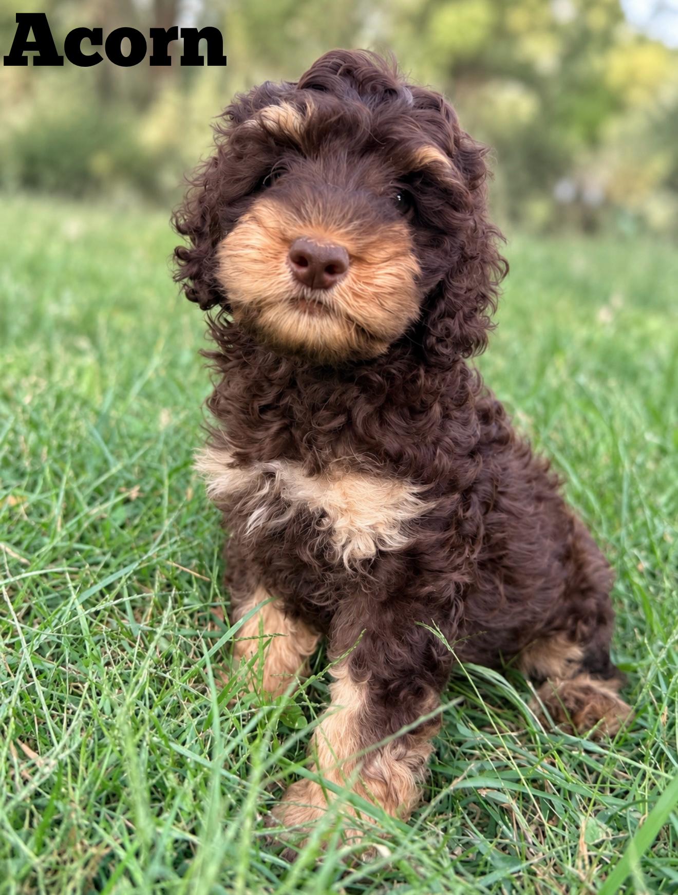 Acorn — female F1b Cockapoo puppy by Penelope & Cinder