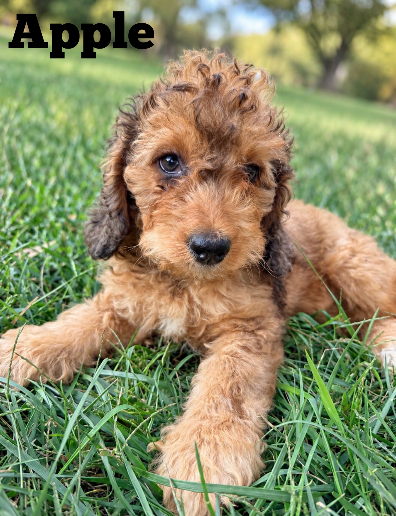 Apple — female F1b Cockapoo puppy by Penelope & Cinder