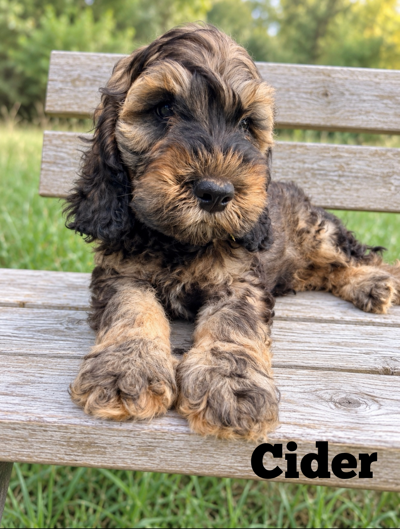Cider — male F1b Cockapoo puppy by Penelope & Cinder