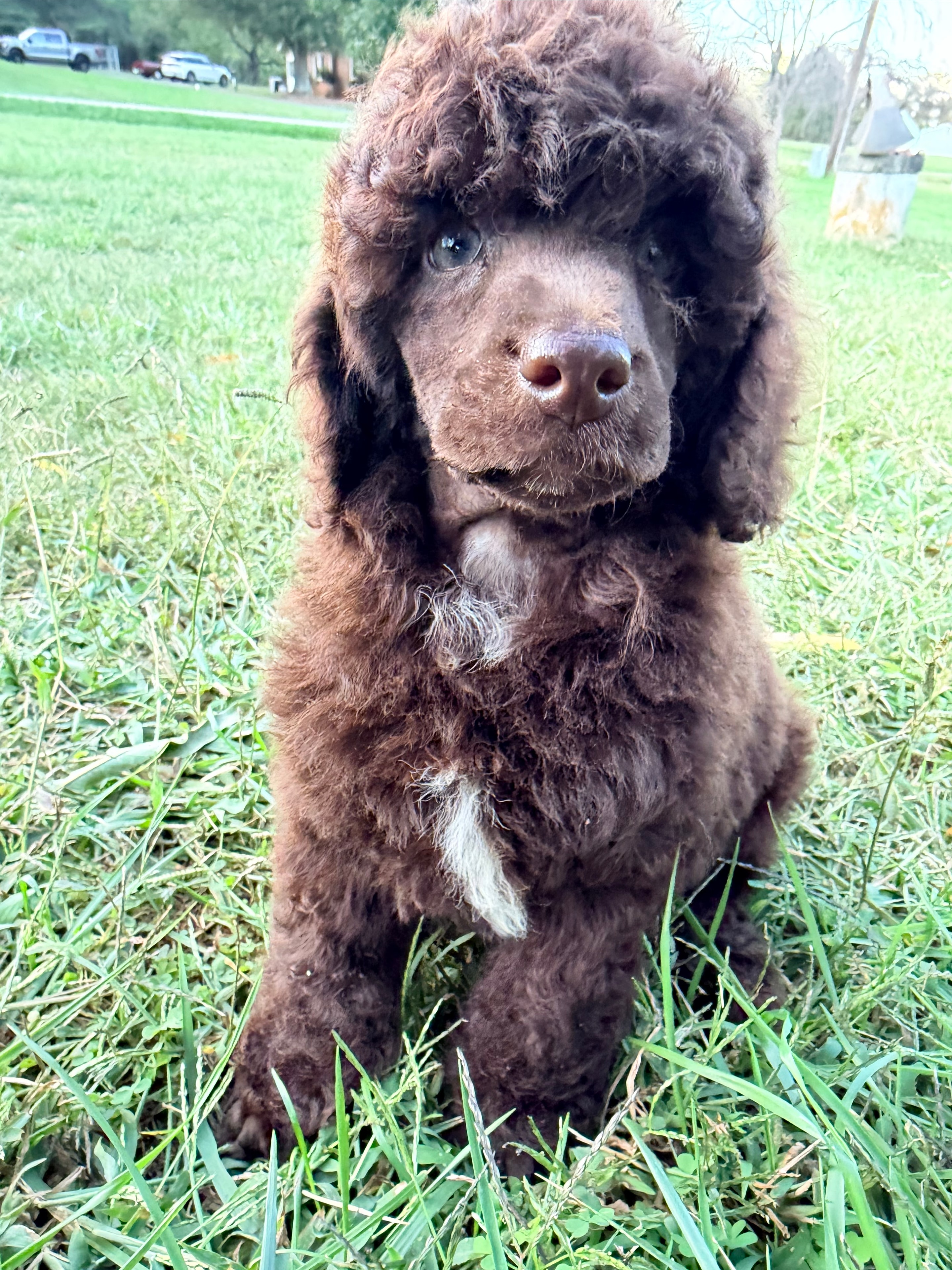 Corduroy — male AKC Mini Poodle puppy by Sizzle & Colt