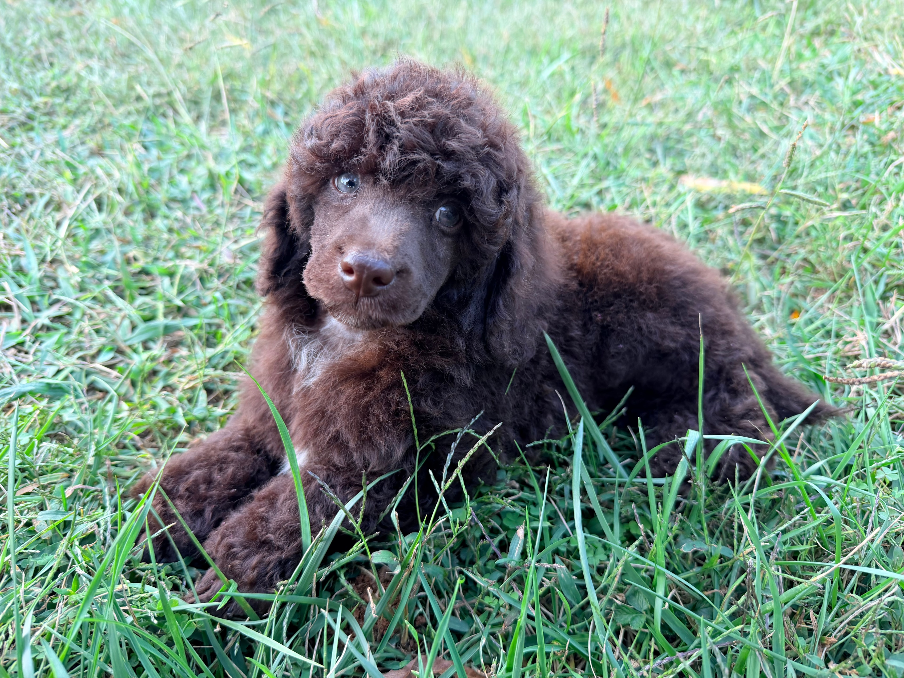 Flannel — male AKC Mini Poodle puppy by Sizzle & Colt