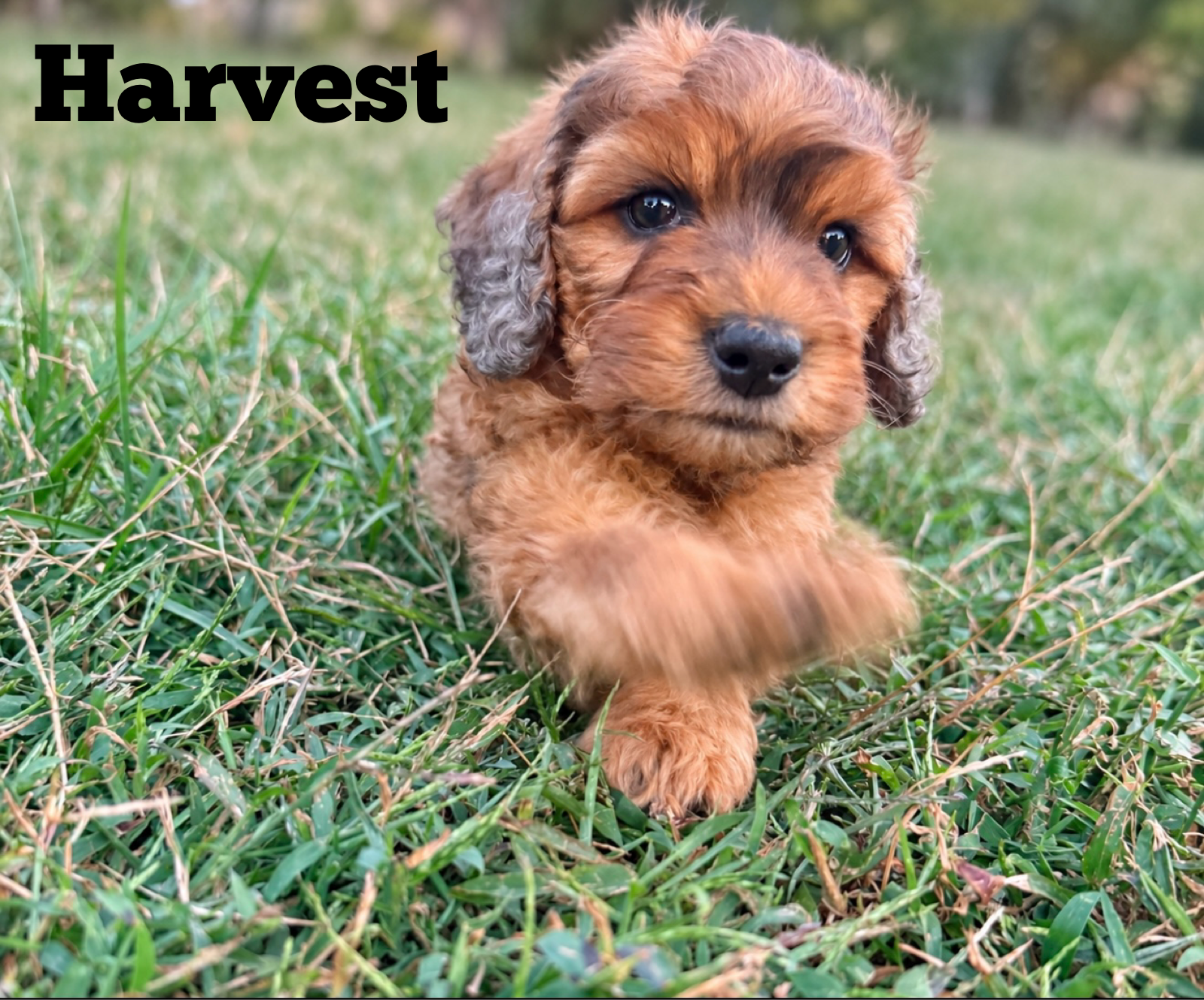 Harvest — male F1b Cockapoo puppy by Penelope & Cinder