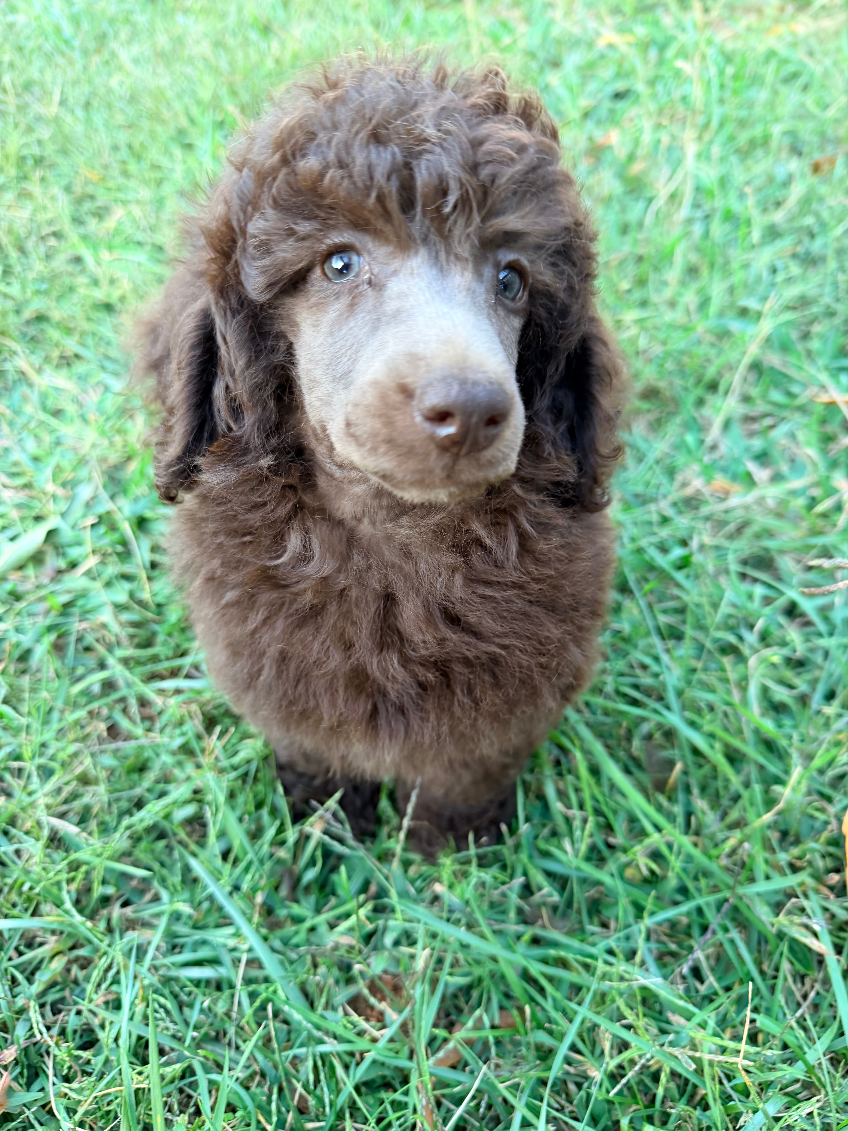 Tweed — male AKC Mini Poodle puppy by Sizzle & Colt