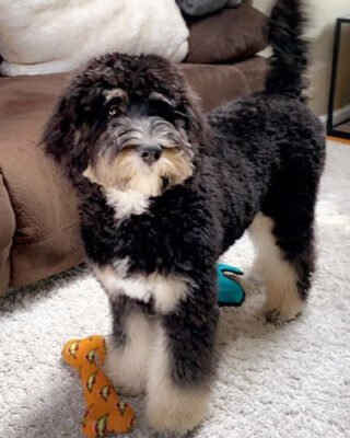JW Hol-ee Roller rubber dog ball toy