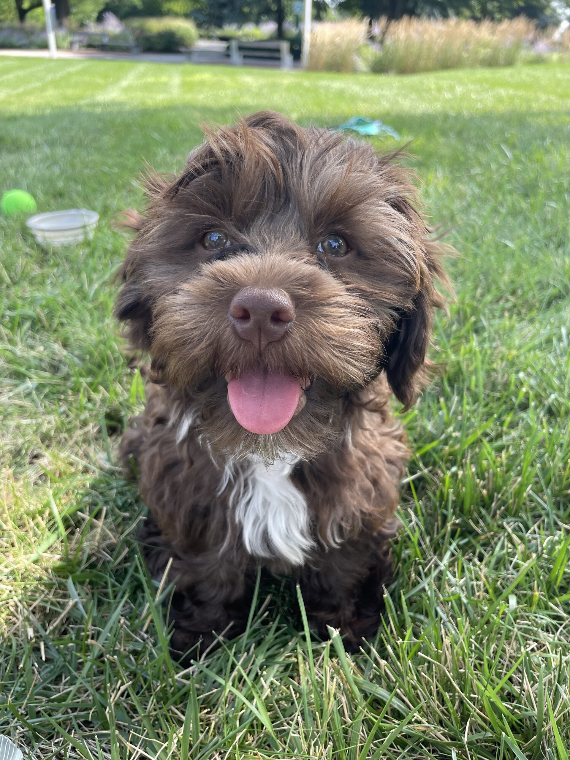 Metal wire puppy exercise playpen