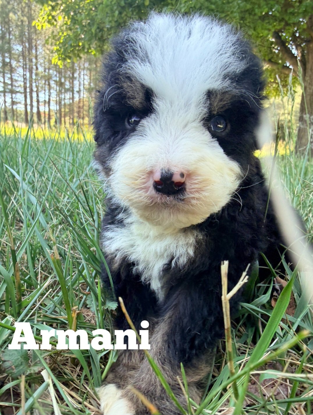 Armani — Ultra Bernedoodle boy with rich tri-color markings
