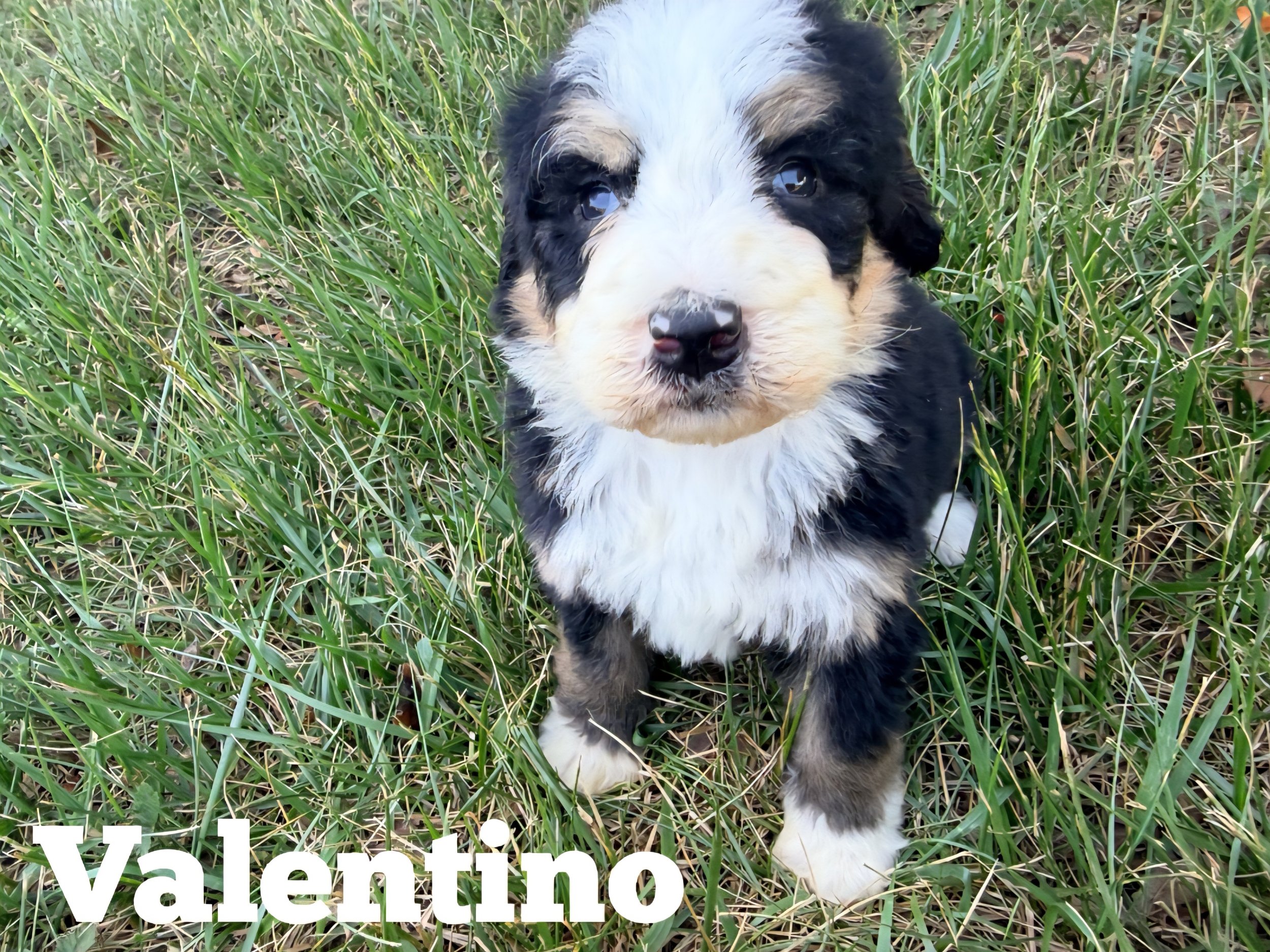Valentino — Ultra Bernedoodle puppy from Doods & Dolls