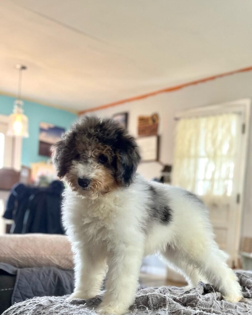 Fluffy Bernedoodle portrait from Doods & Dolls