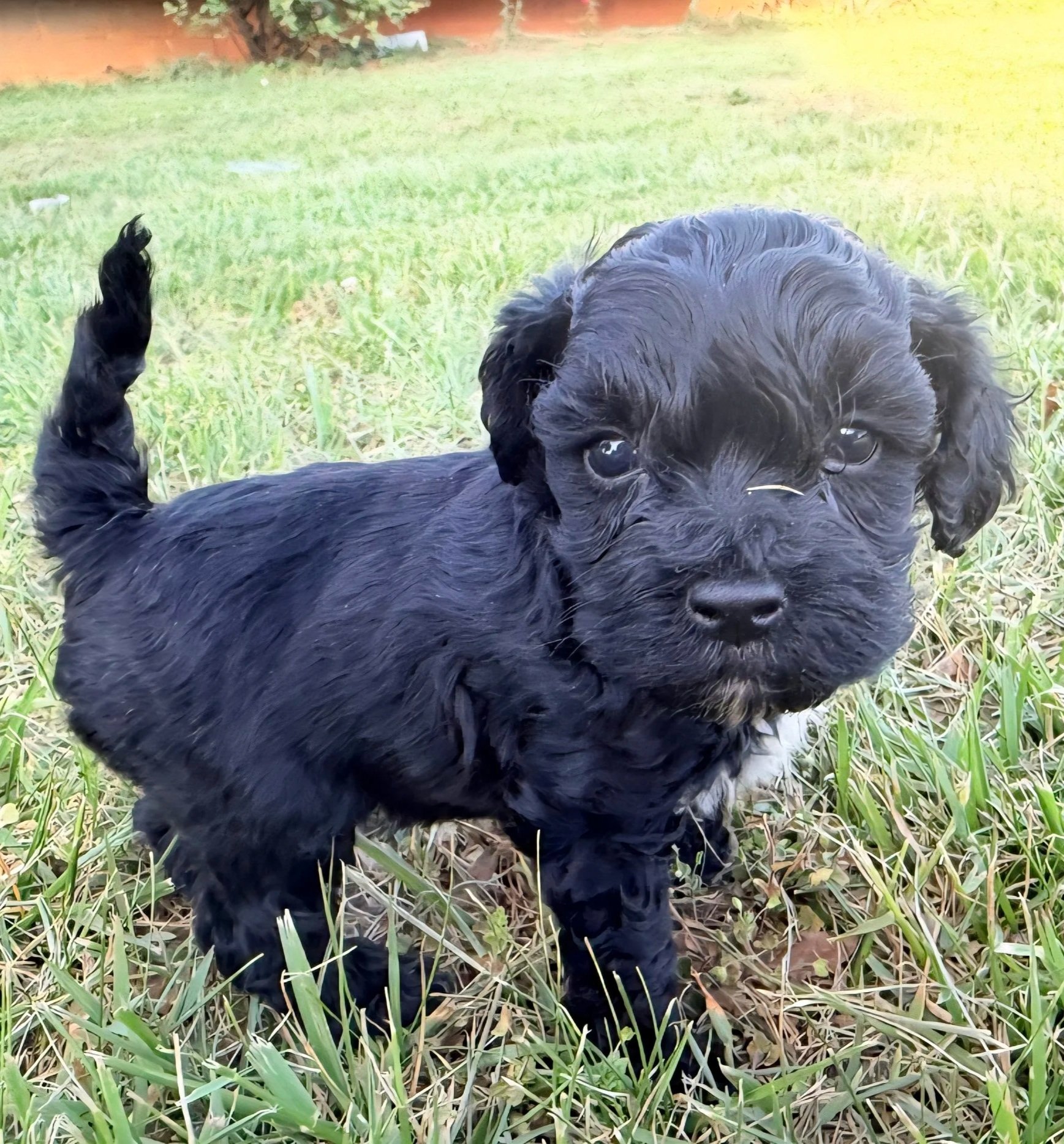Black Mini Cockapoo puppy with white chest markings — Alfie