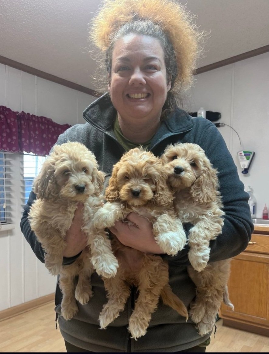 Happy doodle puppy in their new home