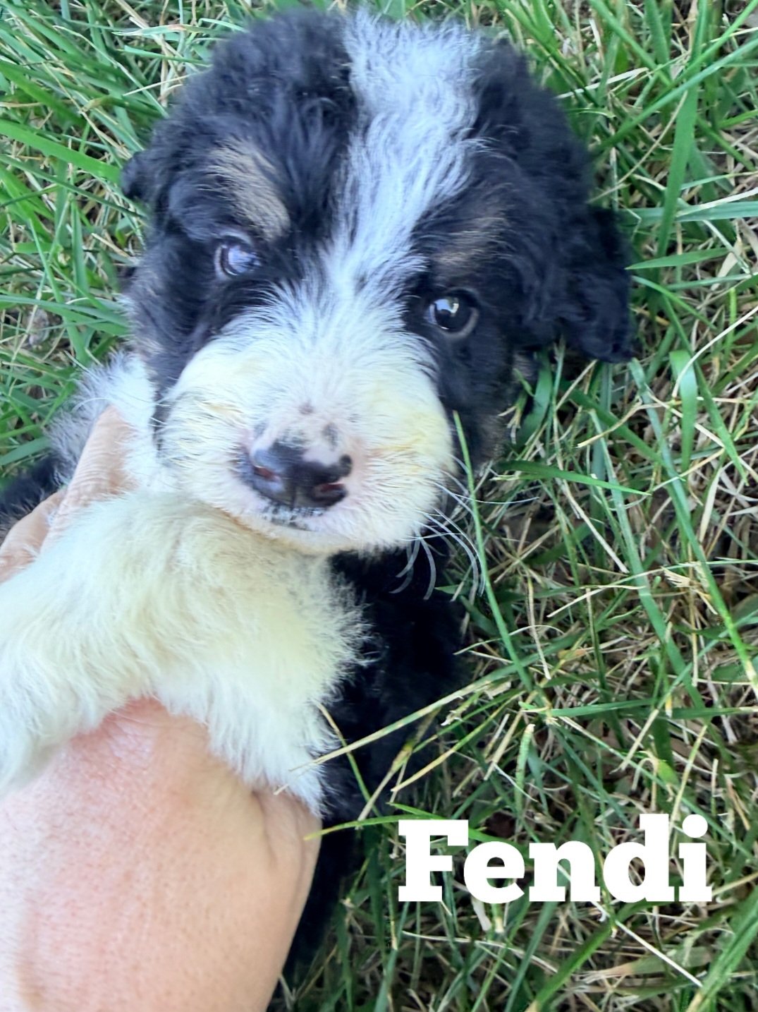 Fluffy doodle puppy portrait