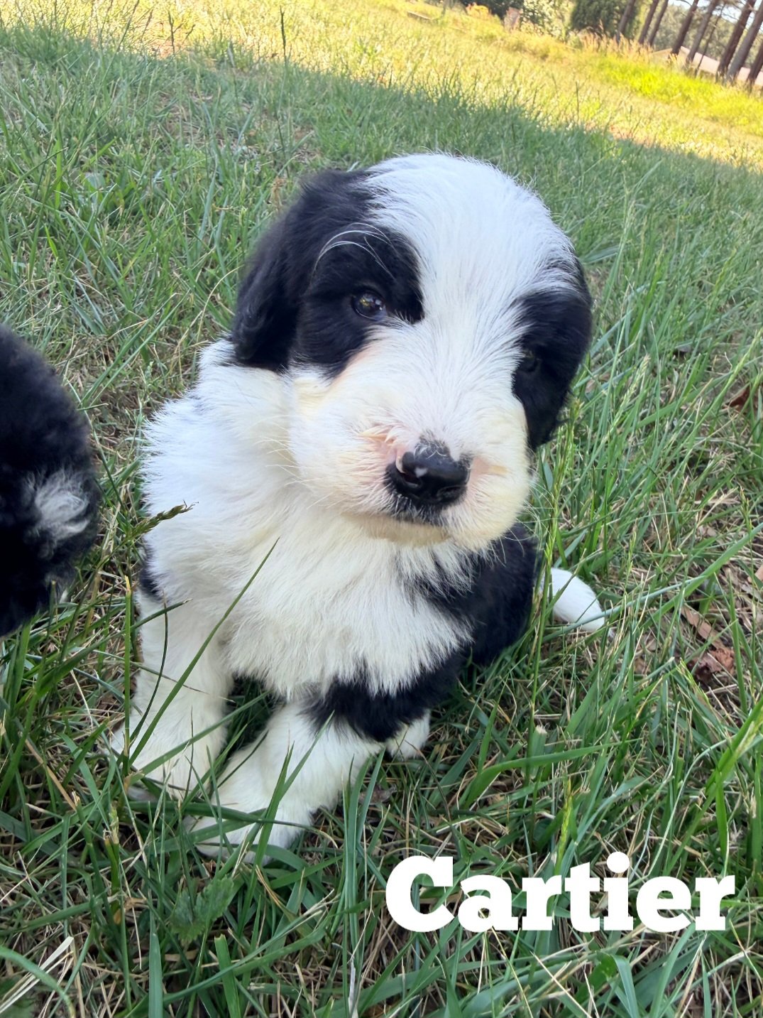 Doodle puppy playing outside