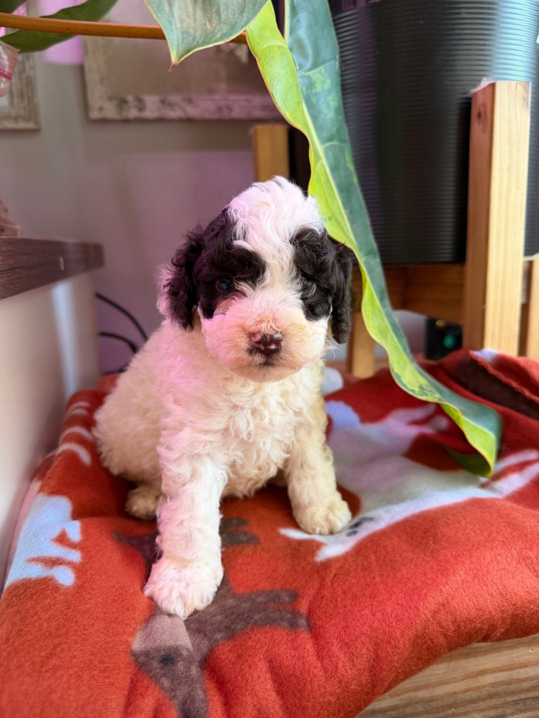 Puppy portrait — happy tail story