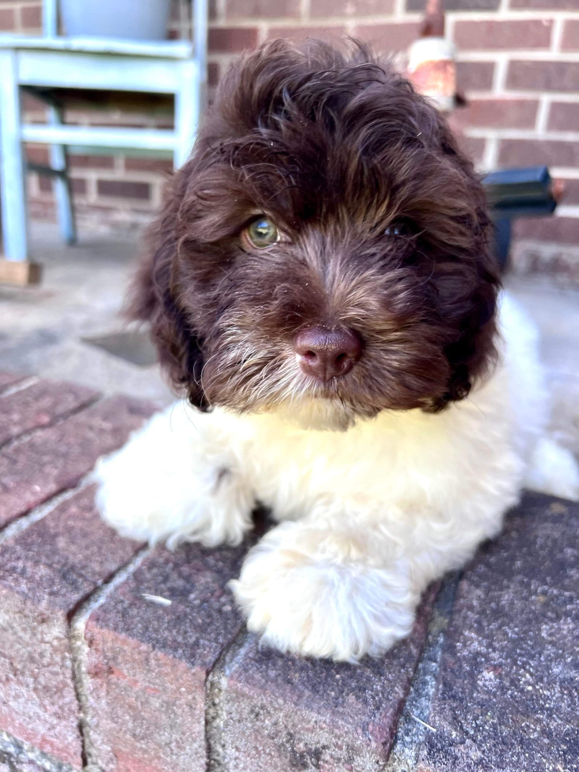 Fluffy doodle with their new family