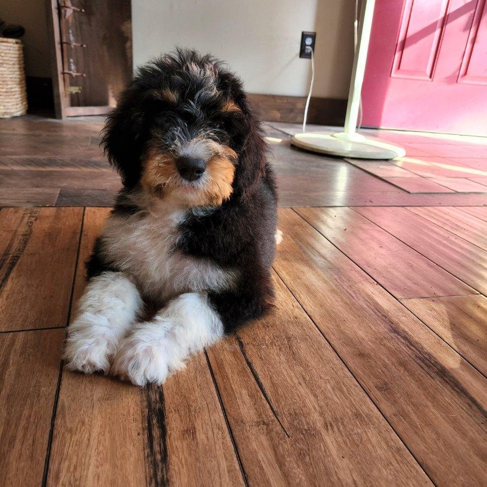 Doodle puppy portrait