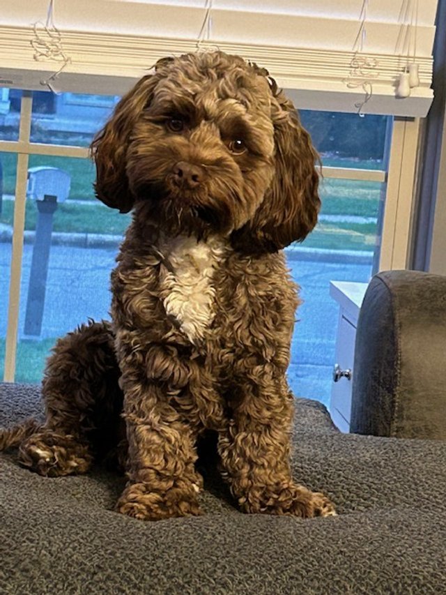 Happy doodle puppy