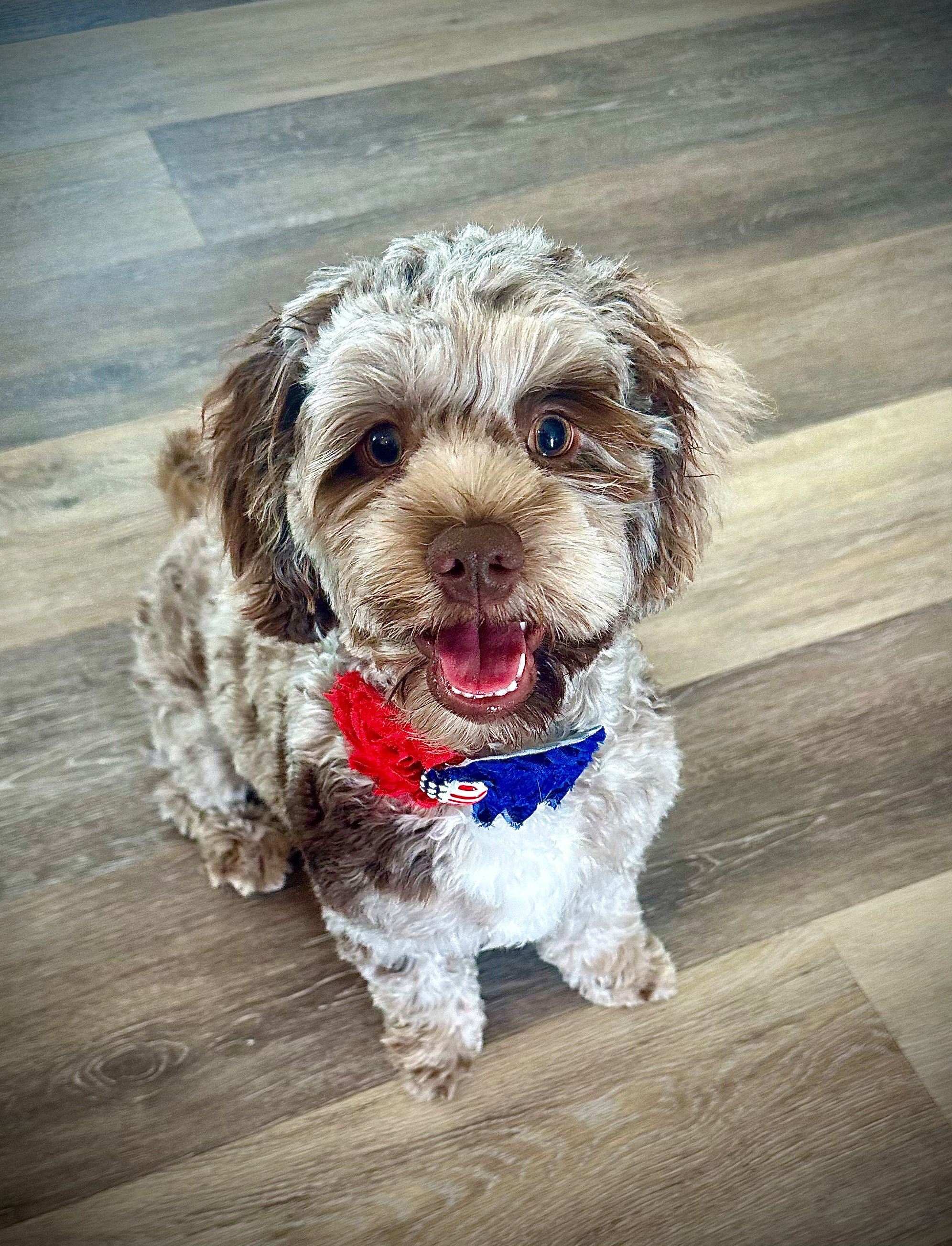 Fluffy puppy in their forever home