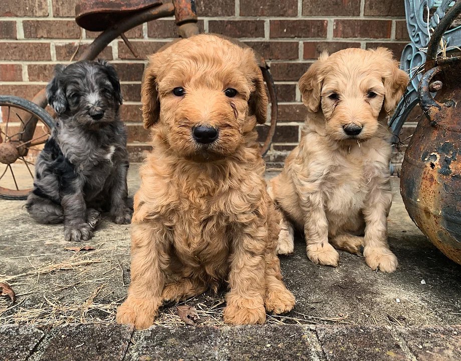 Doodle puppy with family