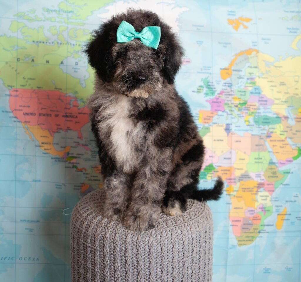 Happy tail — doodle puppy