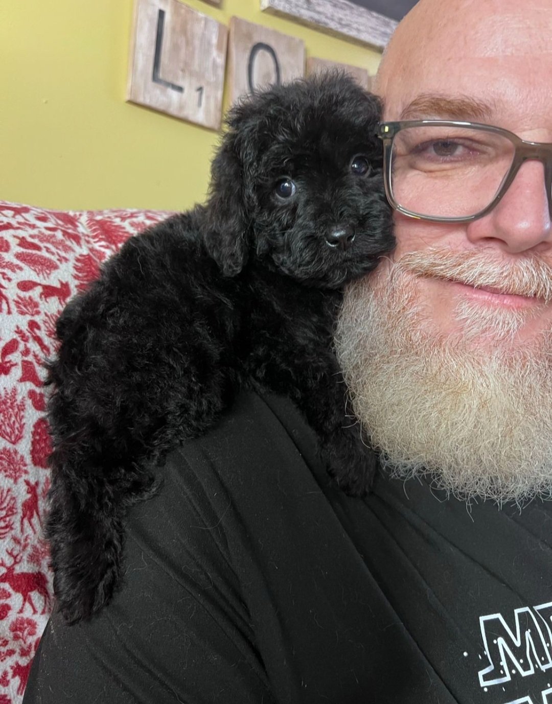 Doodle puppy portrait