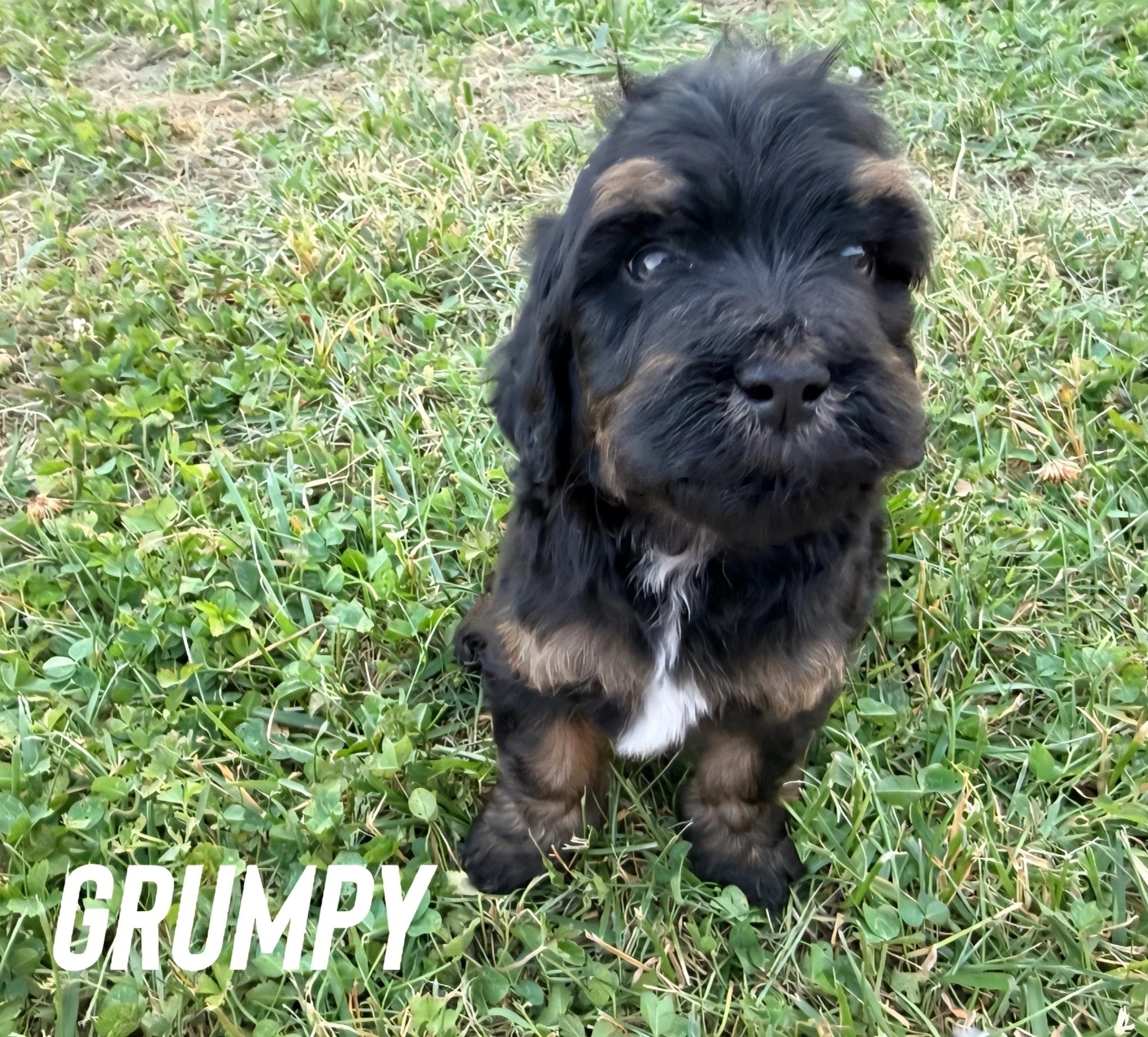 Fluffy doodle puppy