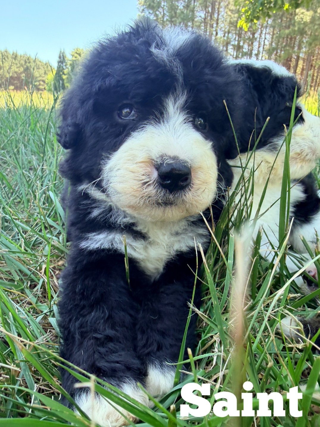 Doodle puppy happy tail