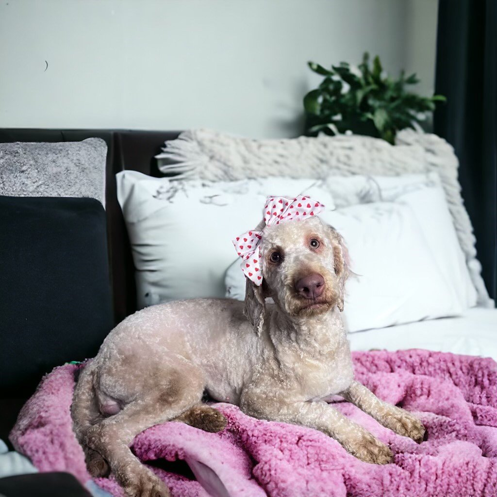 Doodle puppy in forever home