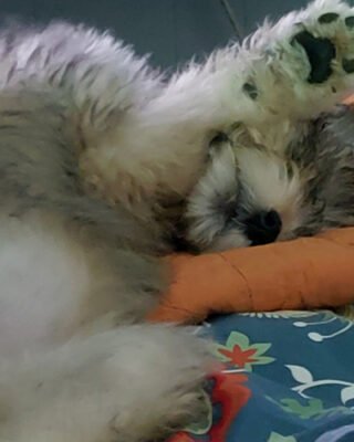 Fluffy puppy happy tail