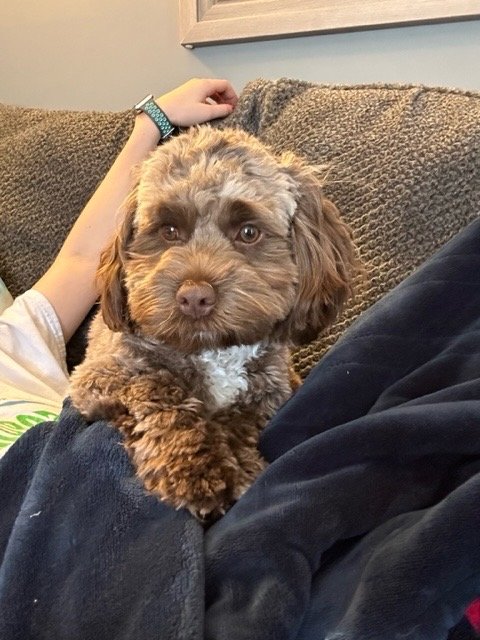 Doodle puppy with family
