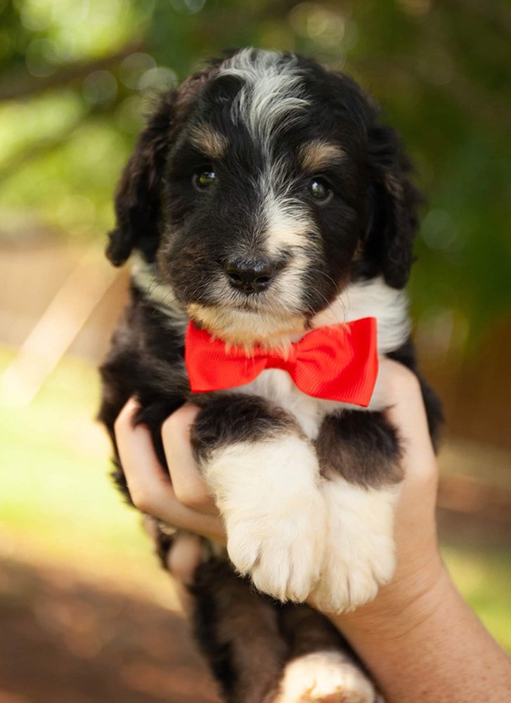 Happy doodle puppy portrait