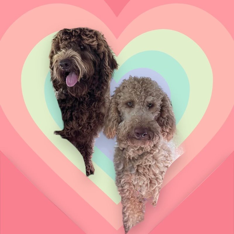 Puppy snuggling — happy tail