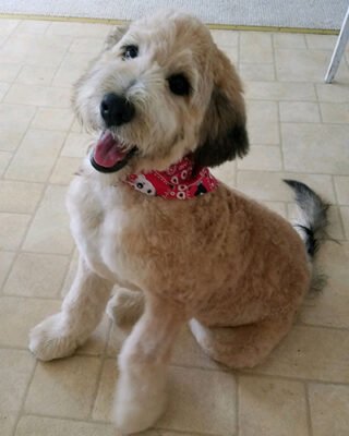 Doodle puppy portrait