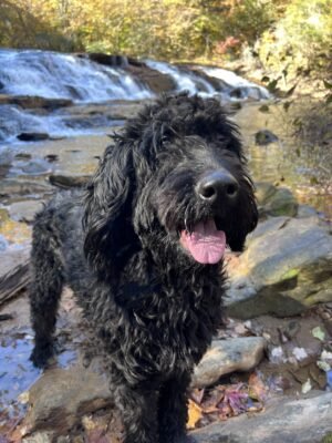 Puppy with family — happy tail