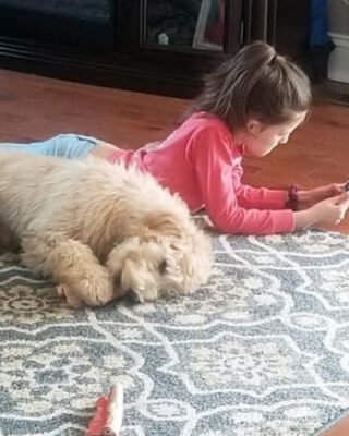 Fluffy doodle puppy