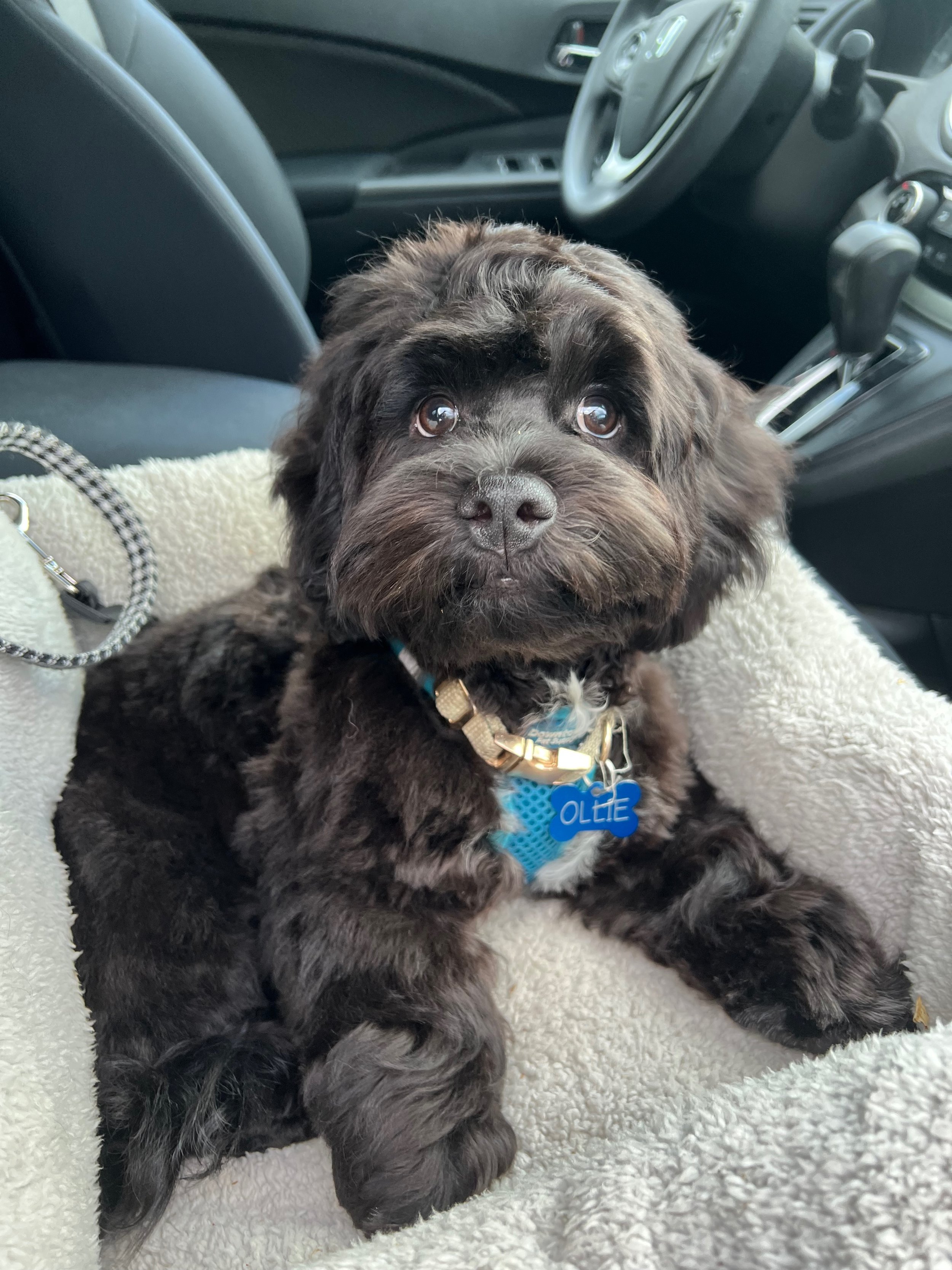 Doodle puppy happy tail