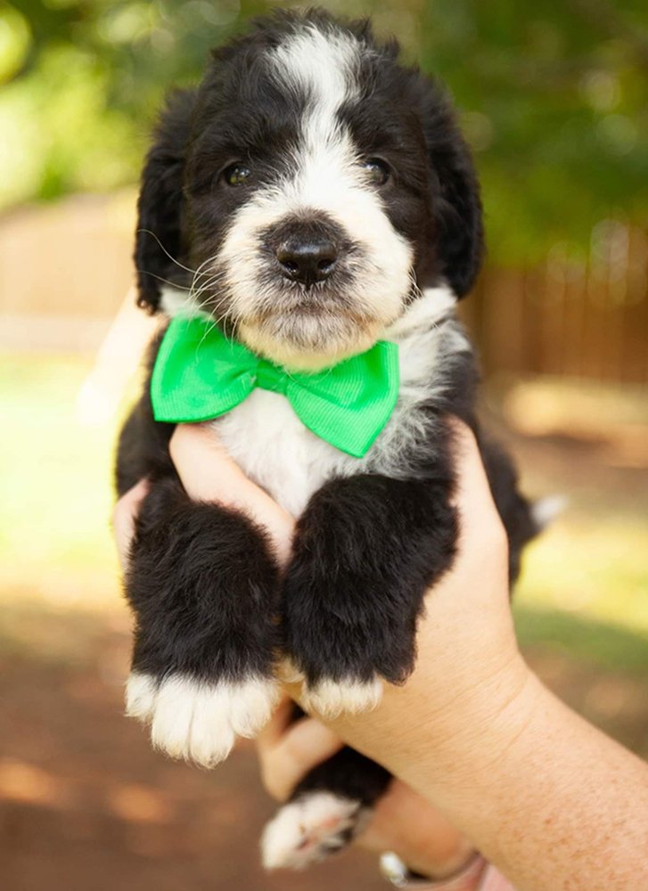 Puppy in new home