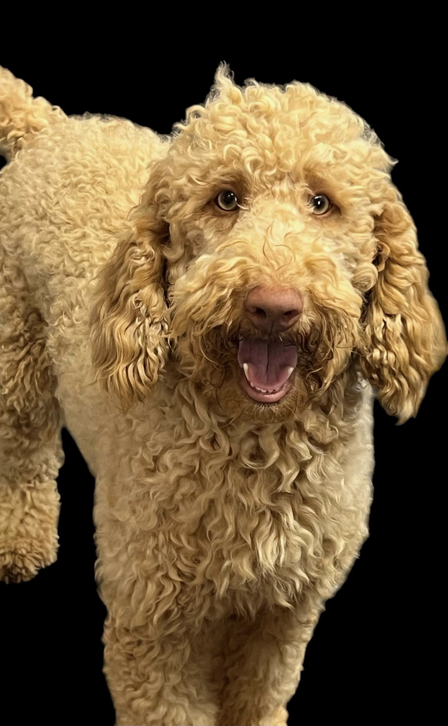 Happy tail — doodle puppy