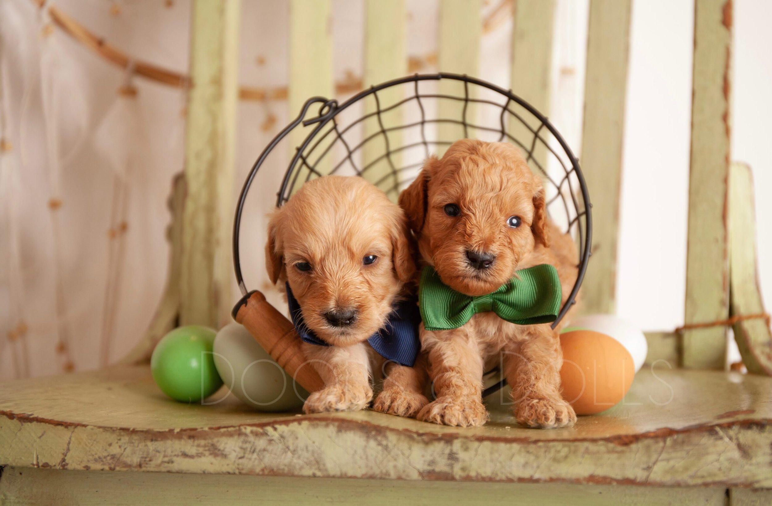 Two fluffy doodle puppies nestled together in a wire basket