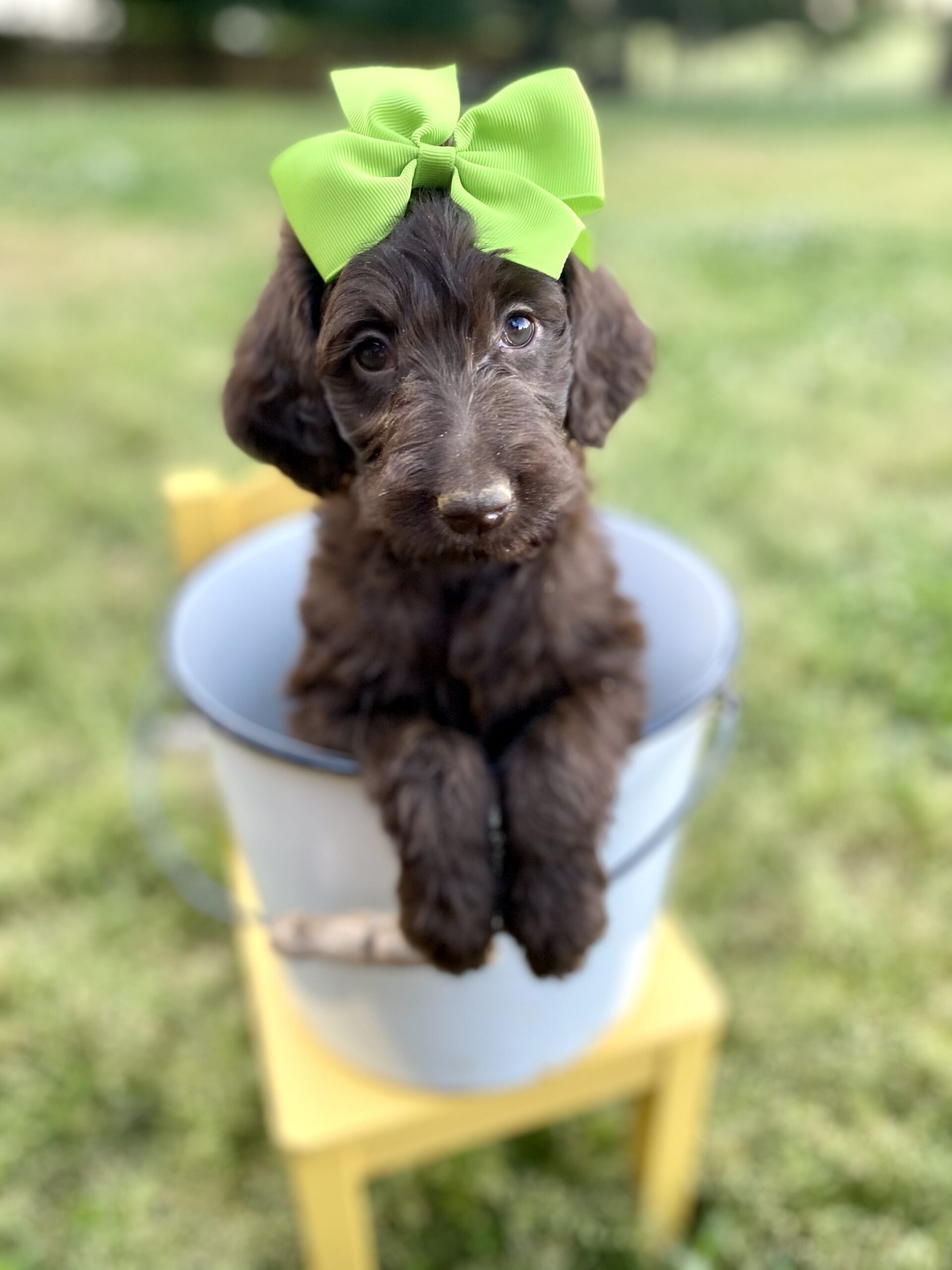 Fluffy brown puppy sitting in a white bucket with a green bow