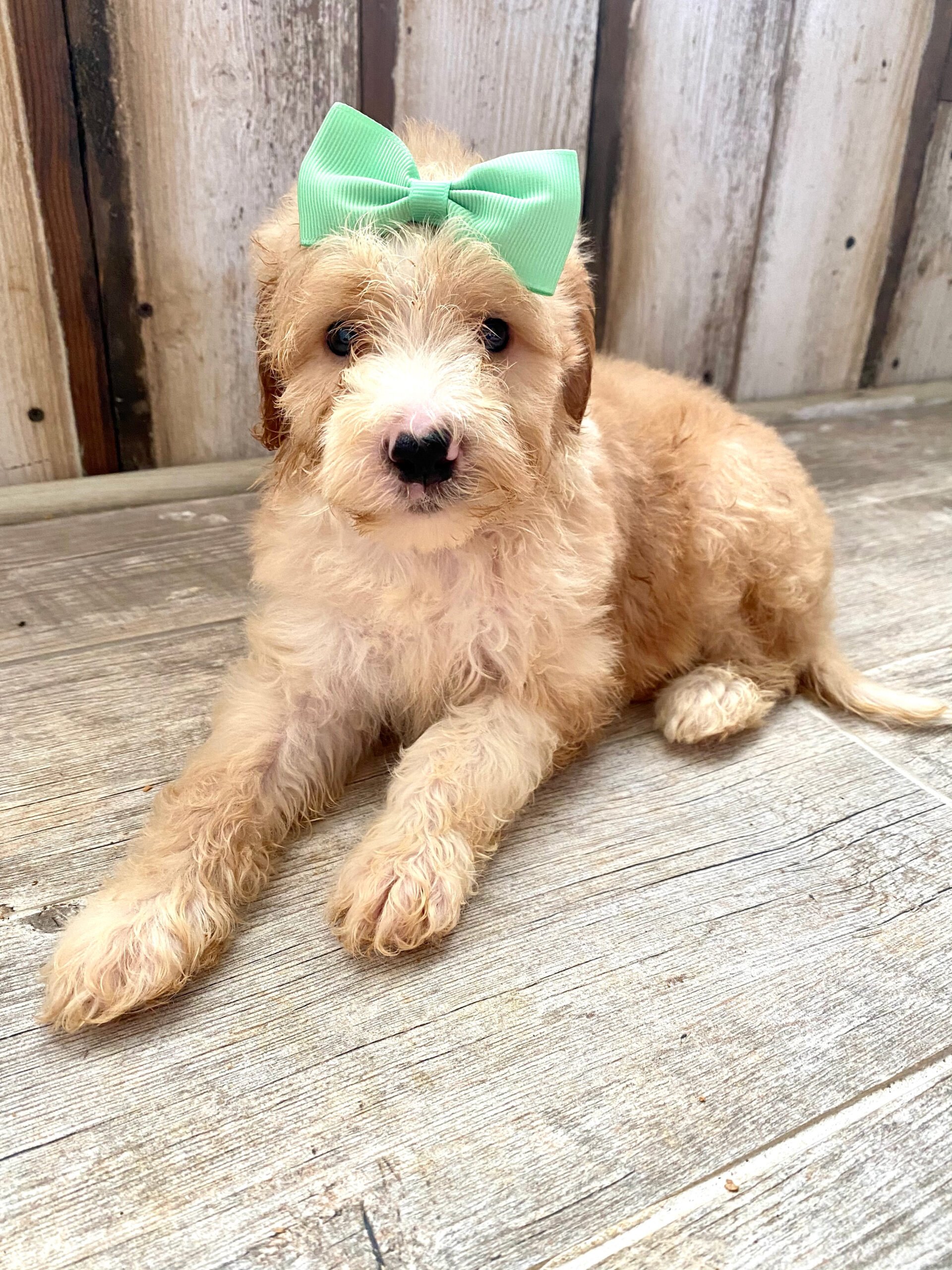 Tan doodle puppy with a green bow sitting on a wooden floor