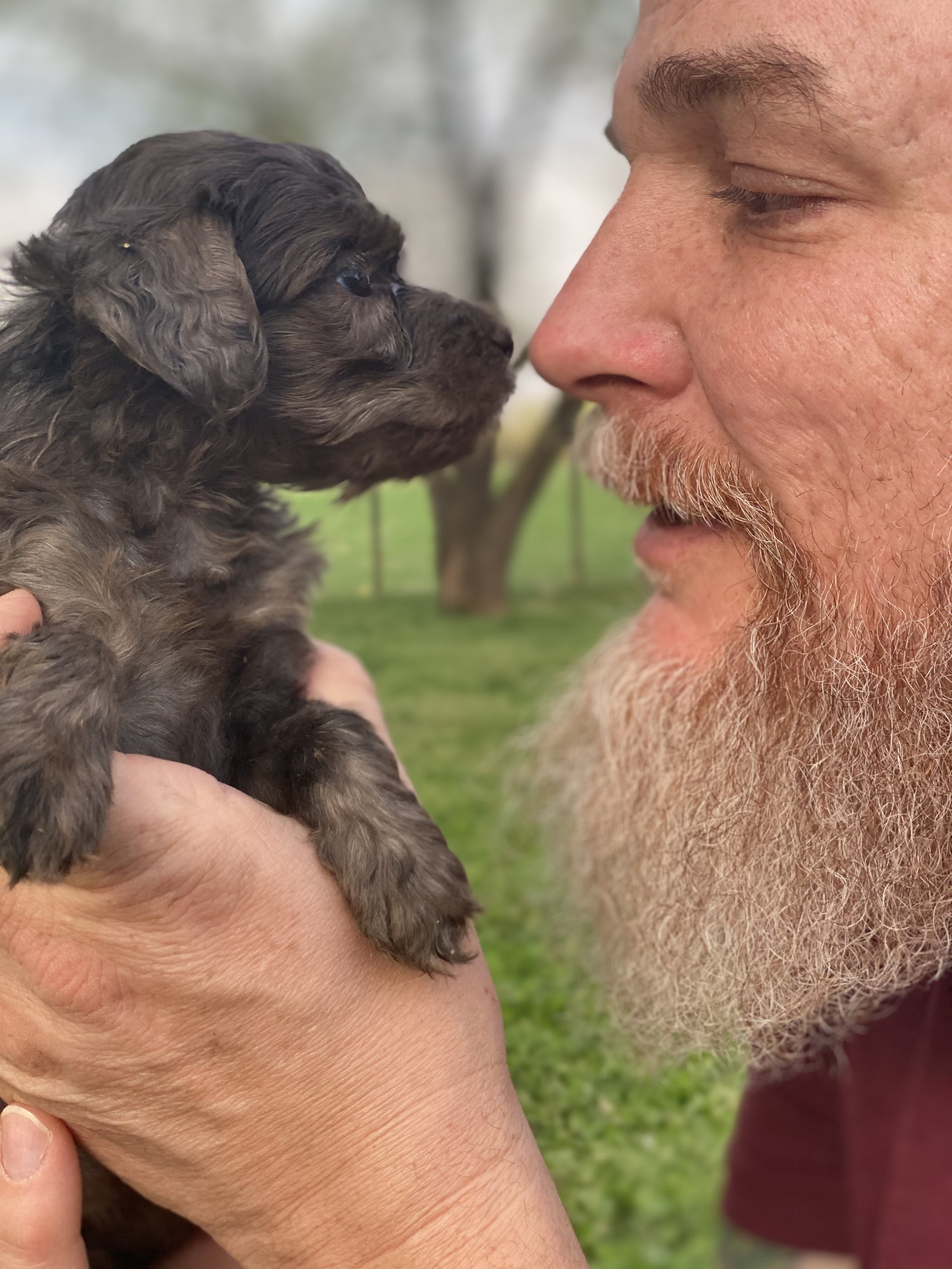 Steev, Life Partner & Flight Nanny of Doods & Dolls, nose-to-nose with a black puppy outdoors